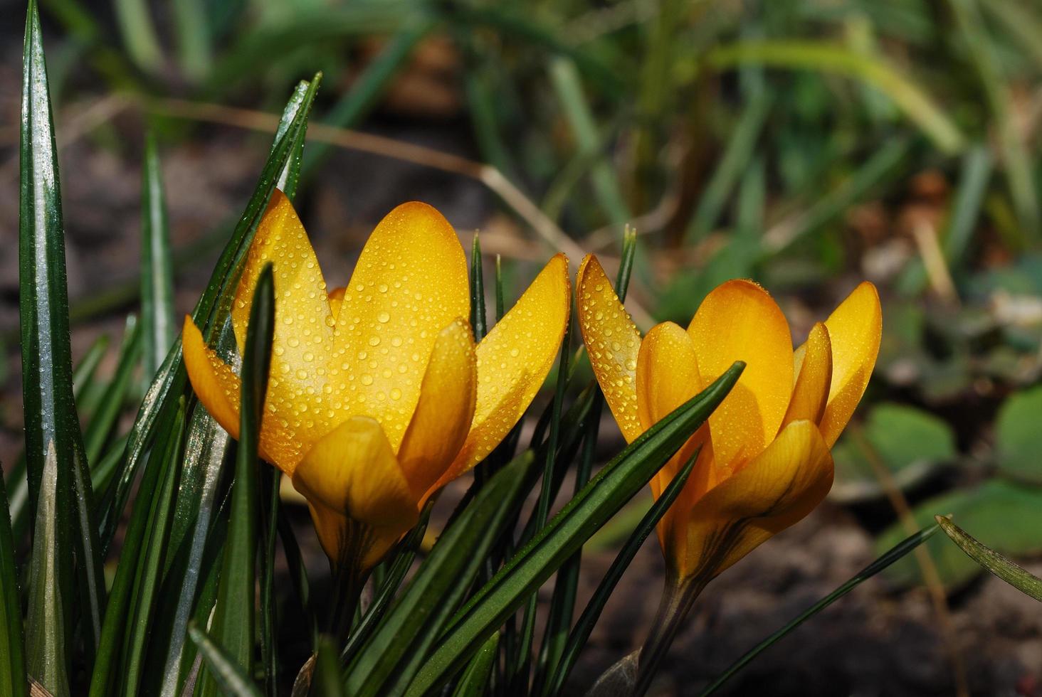 yellow crocus close up view photo