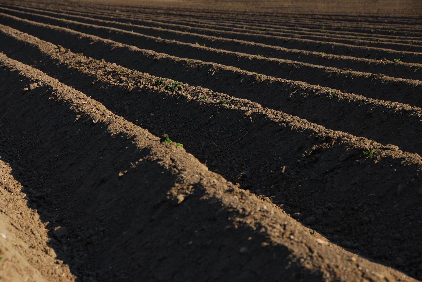 tierras de cultivo con una tierra oscura foto