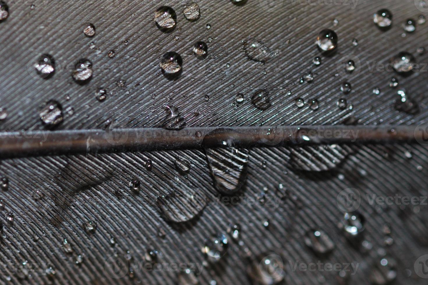 Primer plano de gotas de agua sobre plumas foto