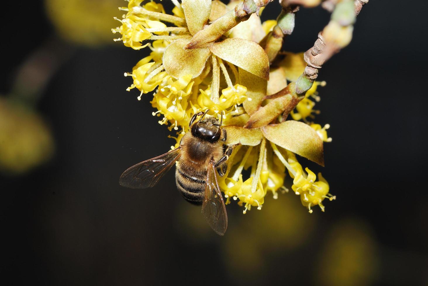 Bee on flower Cornus photo