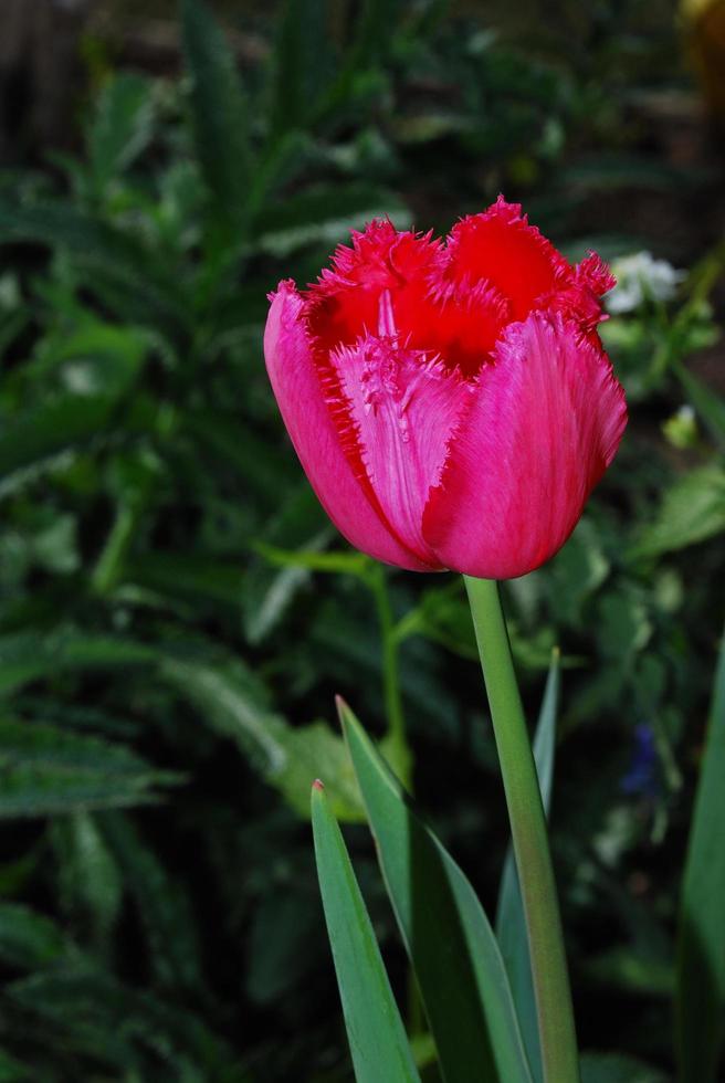 riven tulip close up view photo
