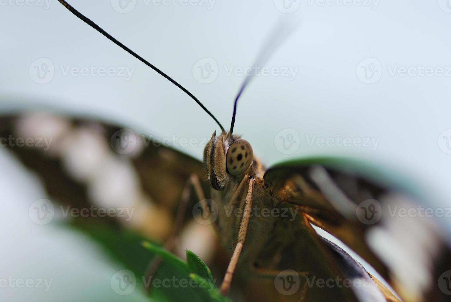 butterfly eye view photo