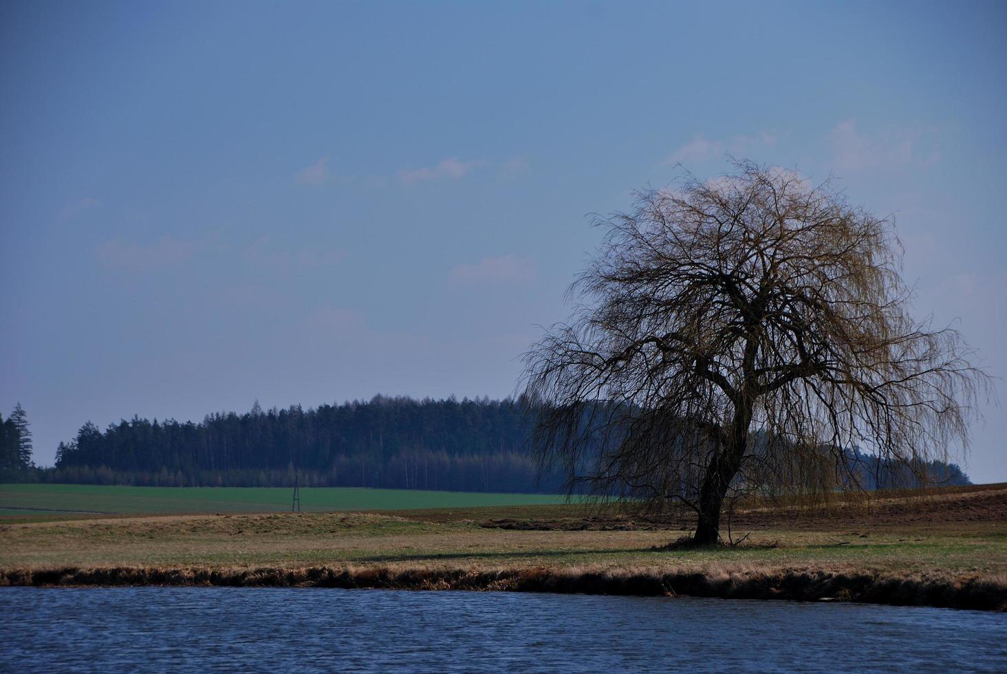 árbol junto al lago foto