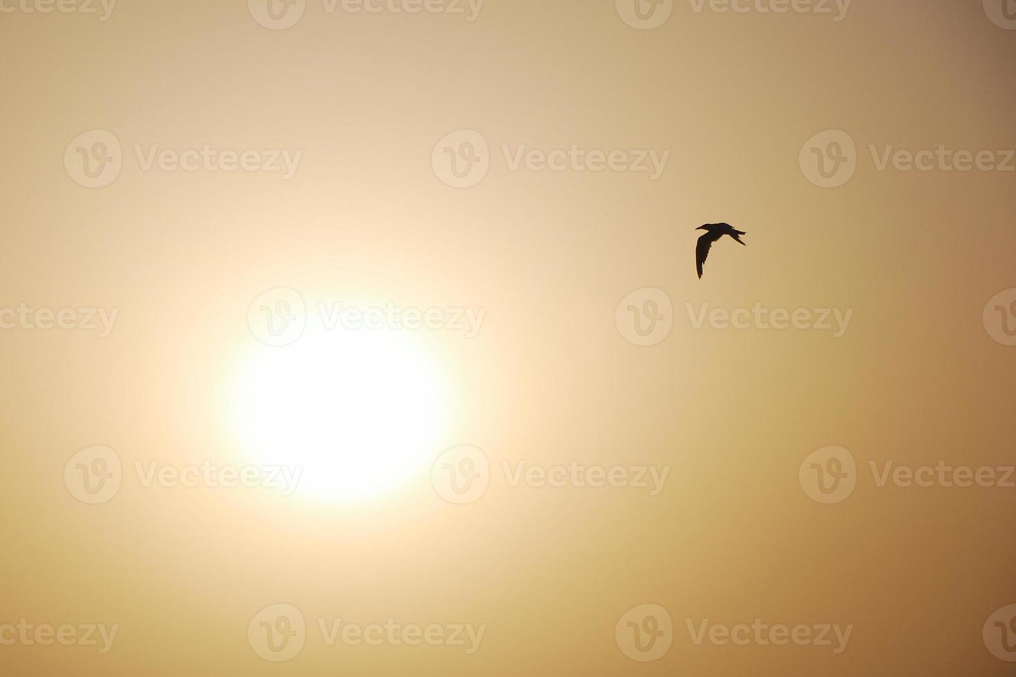 bird and sun photo