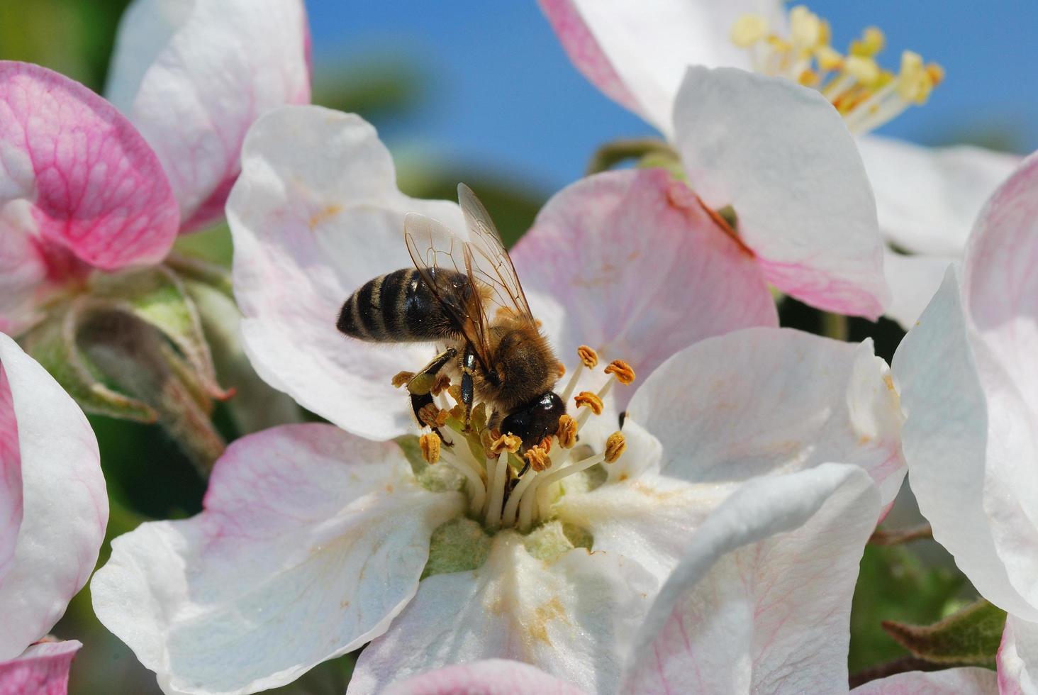 bee in the head with a flower photo