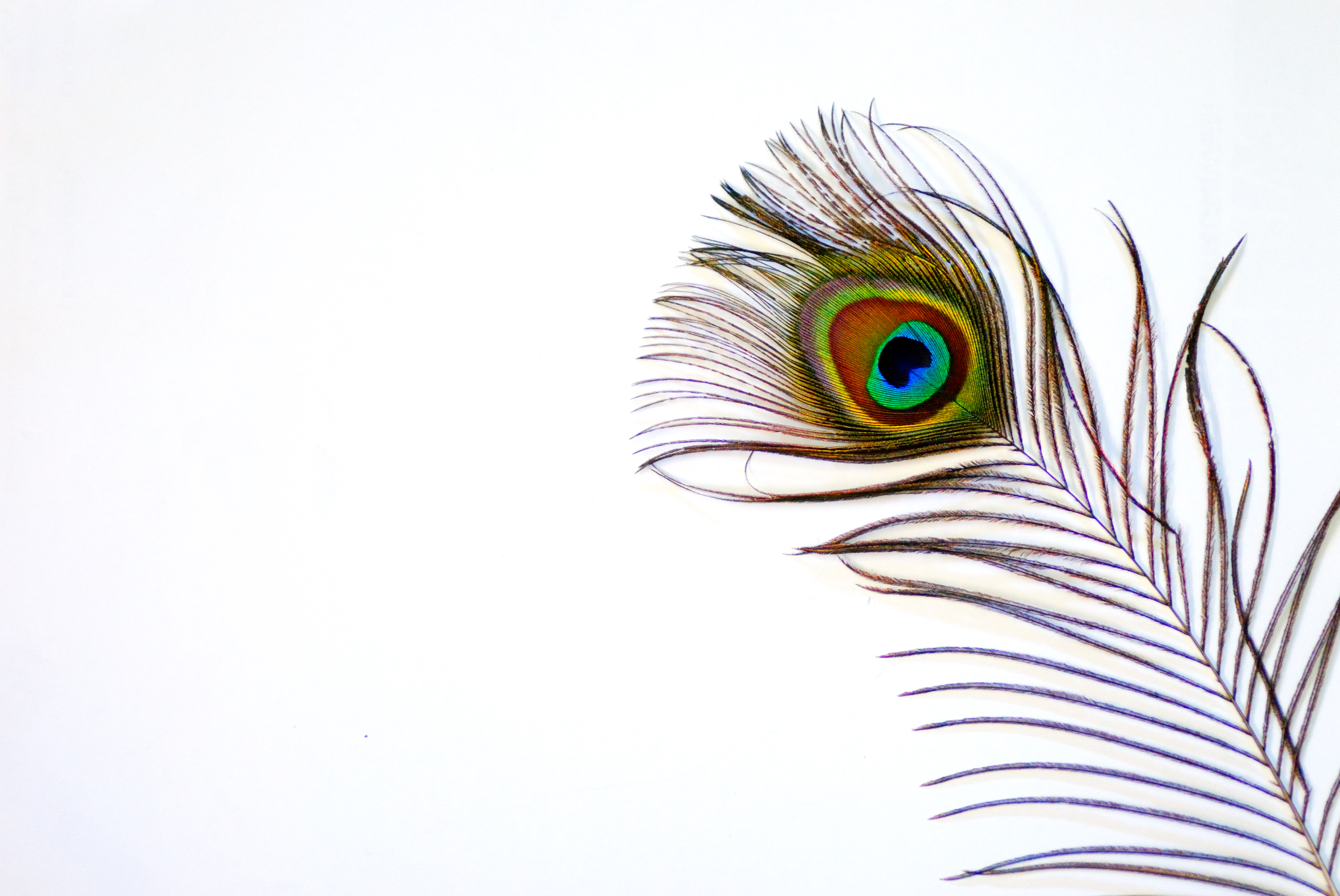 Peacock Feather Stock Photos, Images and Backgrounds for Free Download Peacock Feather Stock Photos, Images and Backgrounds for Free Download