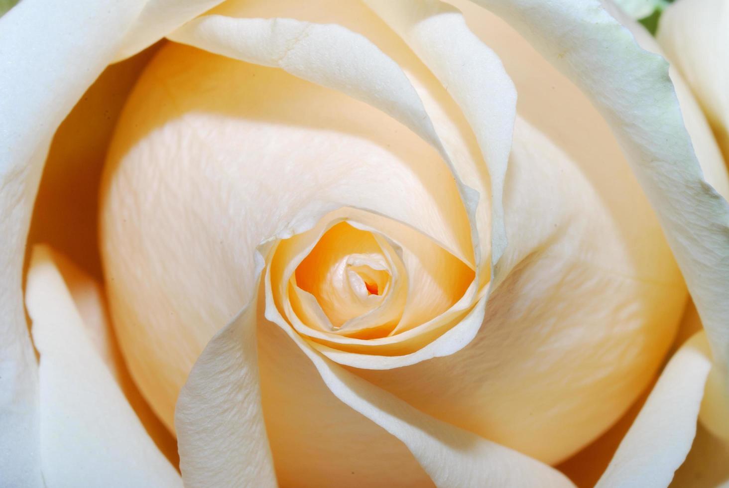 pink rose detail photo
