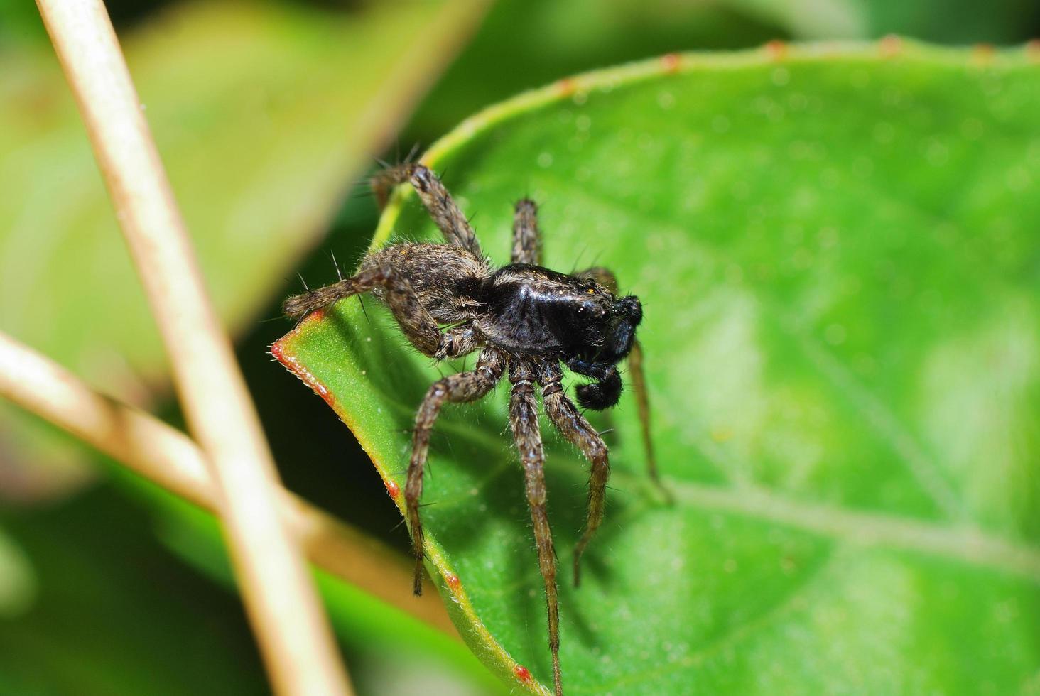 araña marrón vista cercana foto