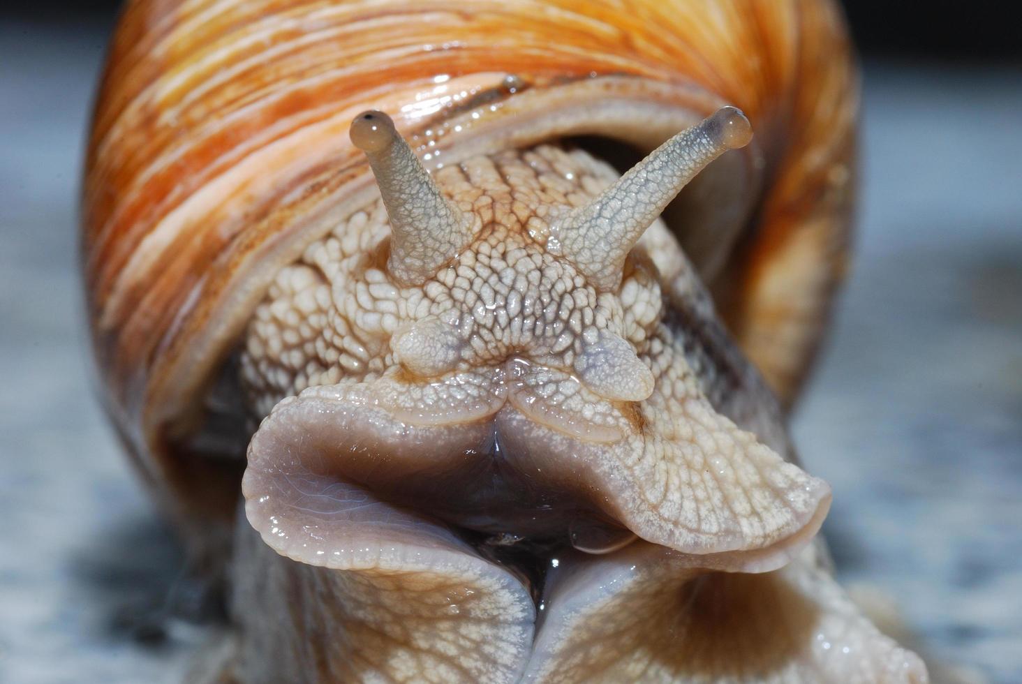 caracol viña de frente foto