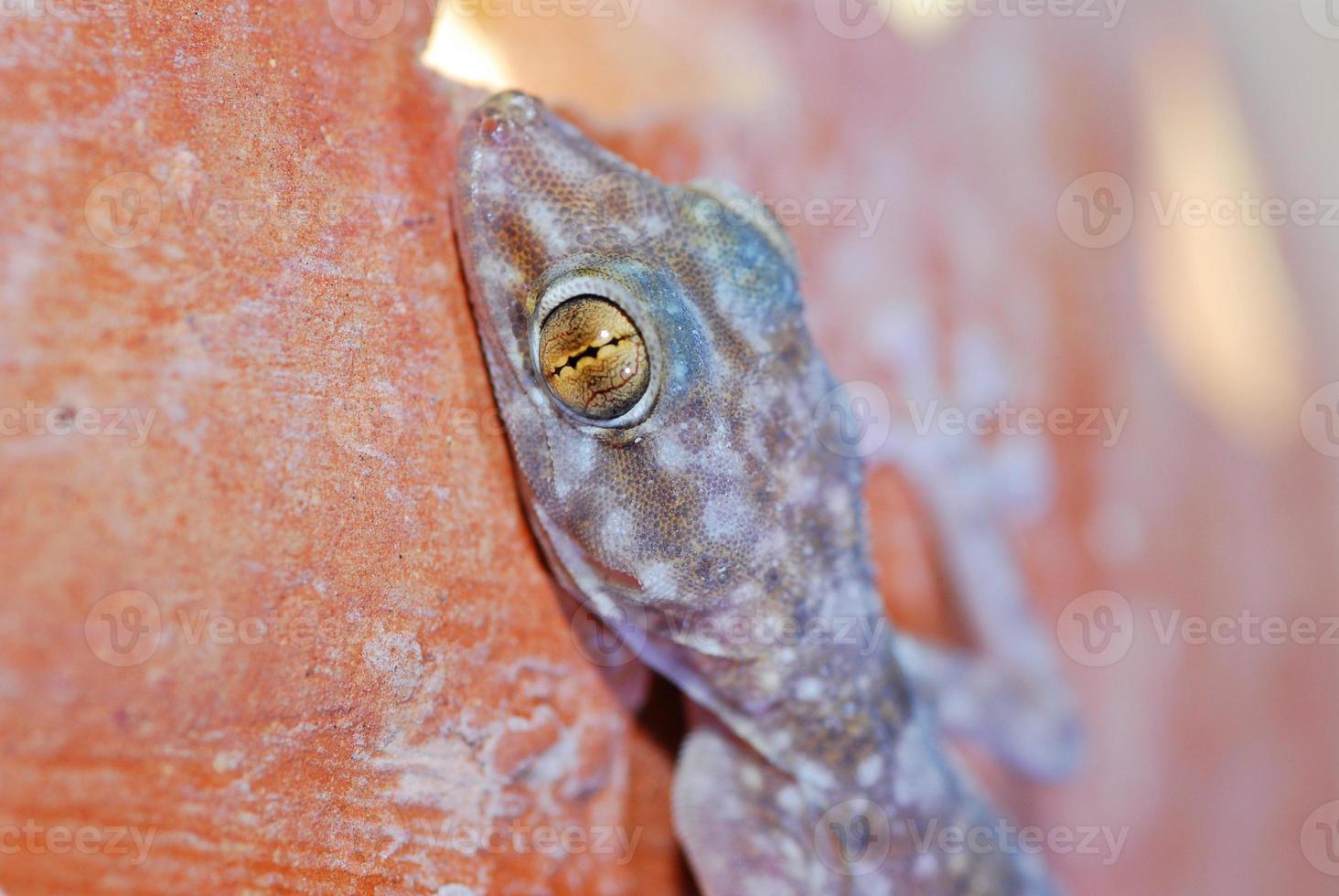 head of a gecko photo