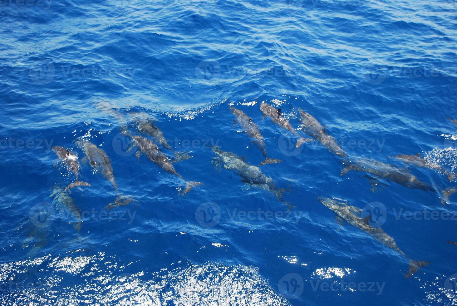 muchos delfines pequeños foto