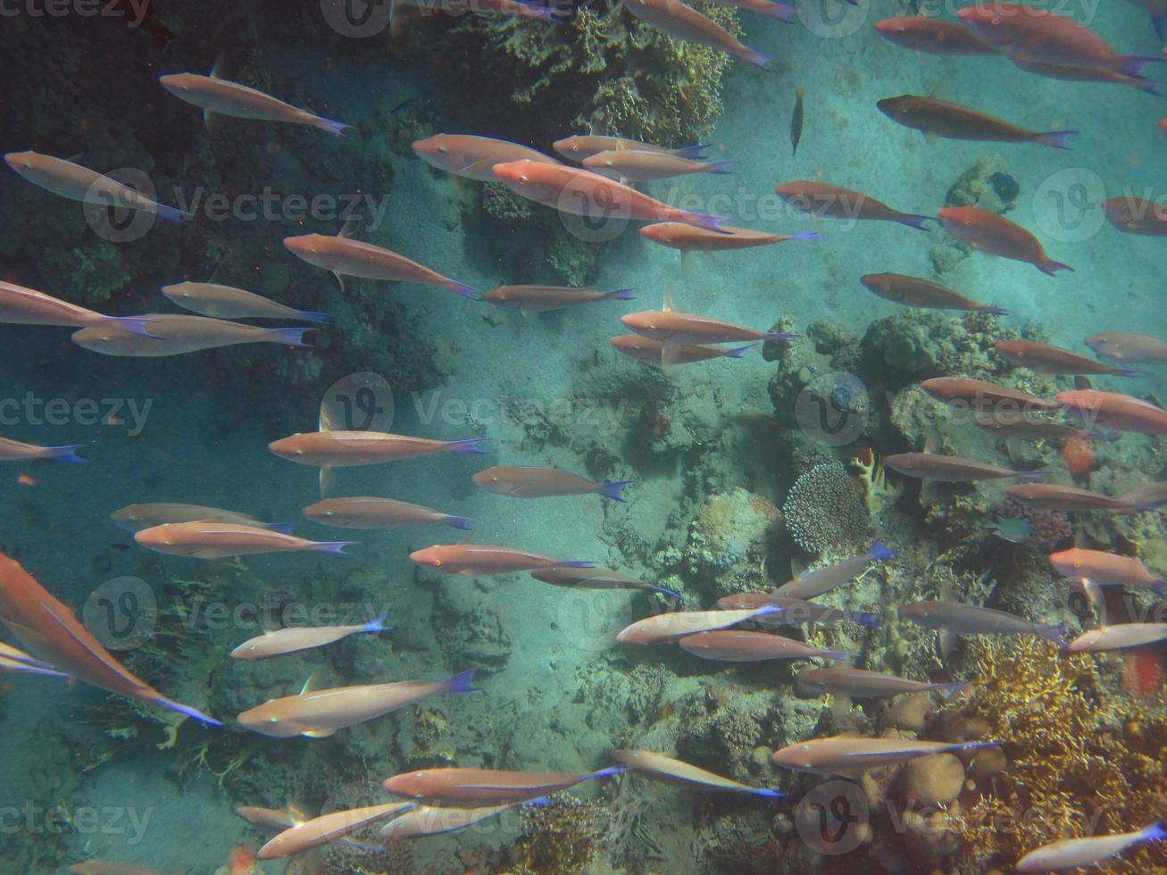 many fish while diving photo