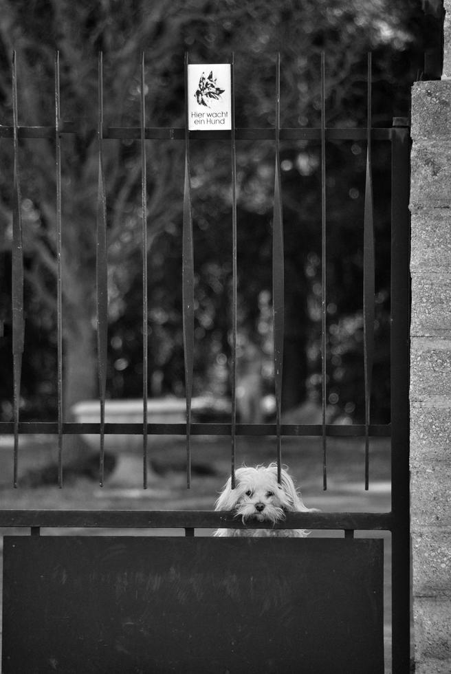 dog watches at the door photo