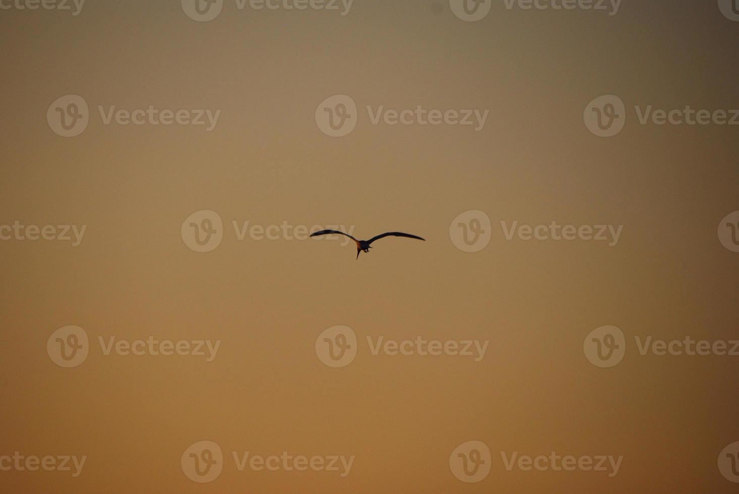 bird flying in the sunset photo