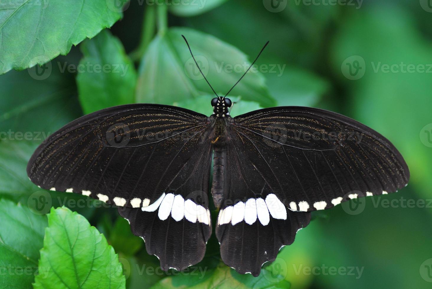 butterfly in large view photo