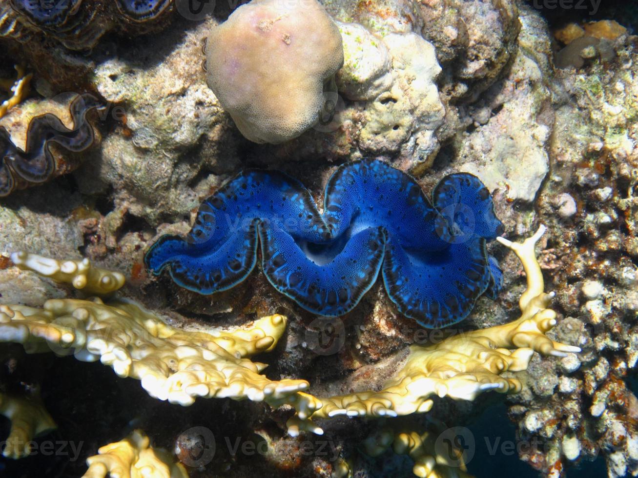 blue shell in the sea photo