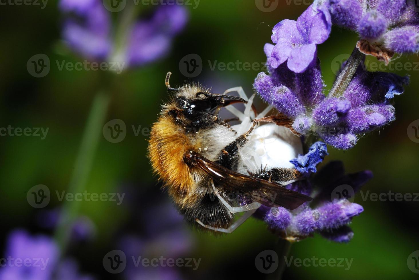 small spider eats bumble photo