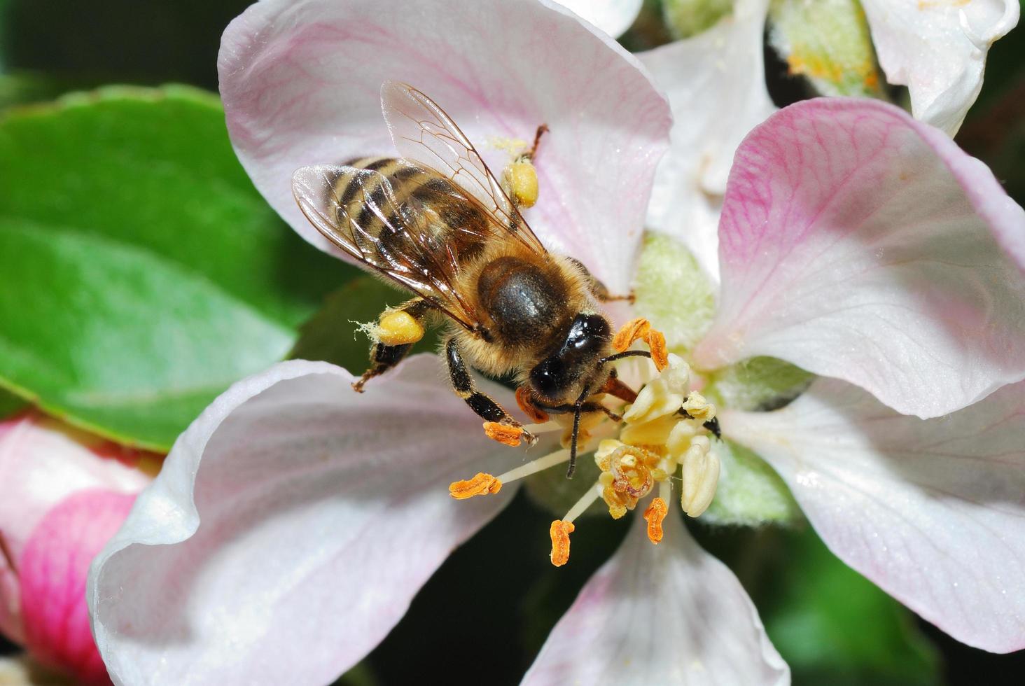 bee on apple blossom photo