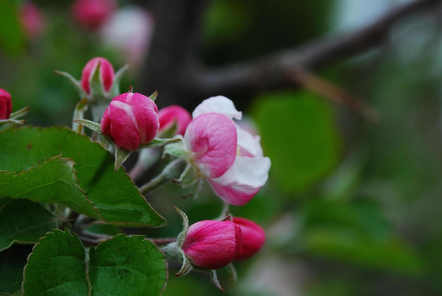 flowering apple tree photo