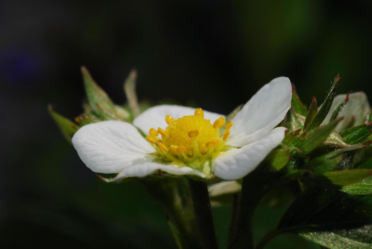 forest strawberry blossom photo