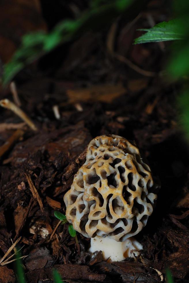 mushroom morel close up view photo