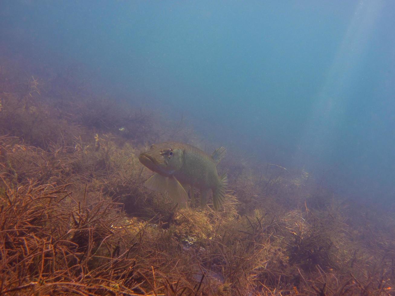 beautiful big pike stands on the bottom of the lake and sunbeams shine photo