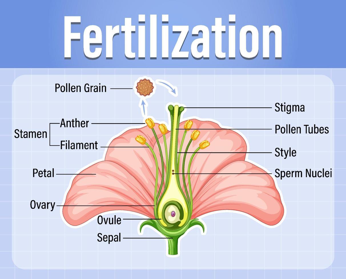 Diagram of pollination of flowering plants vector