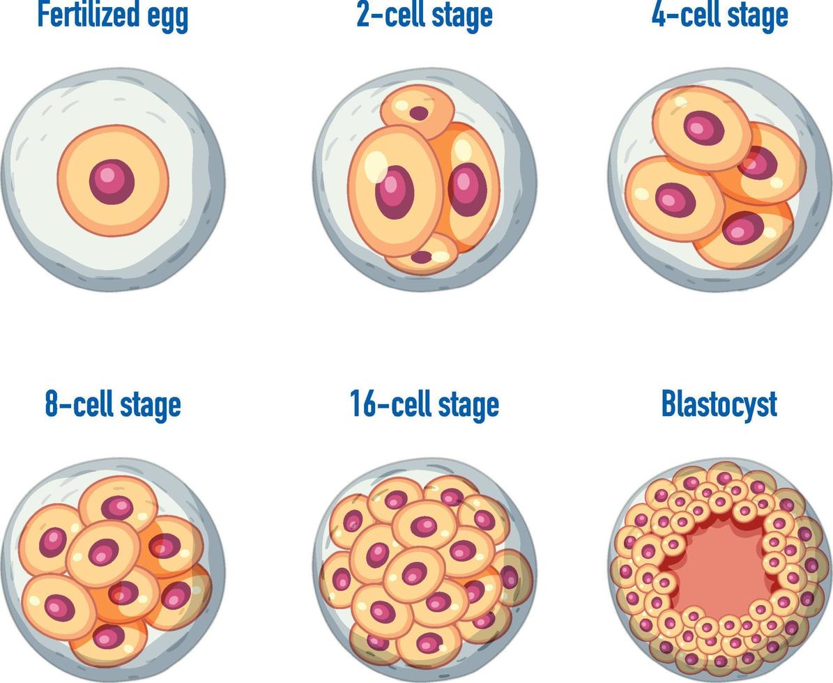 Human embryonic development in human vector