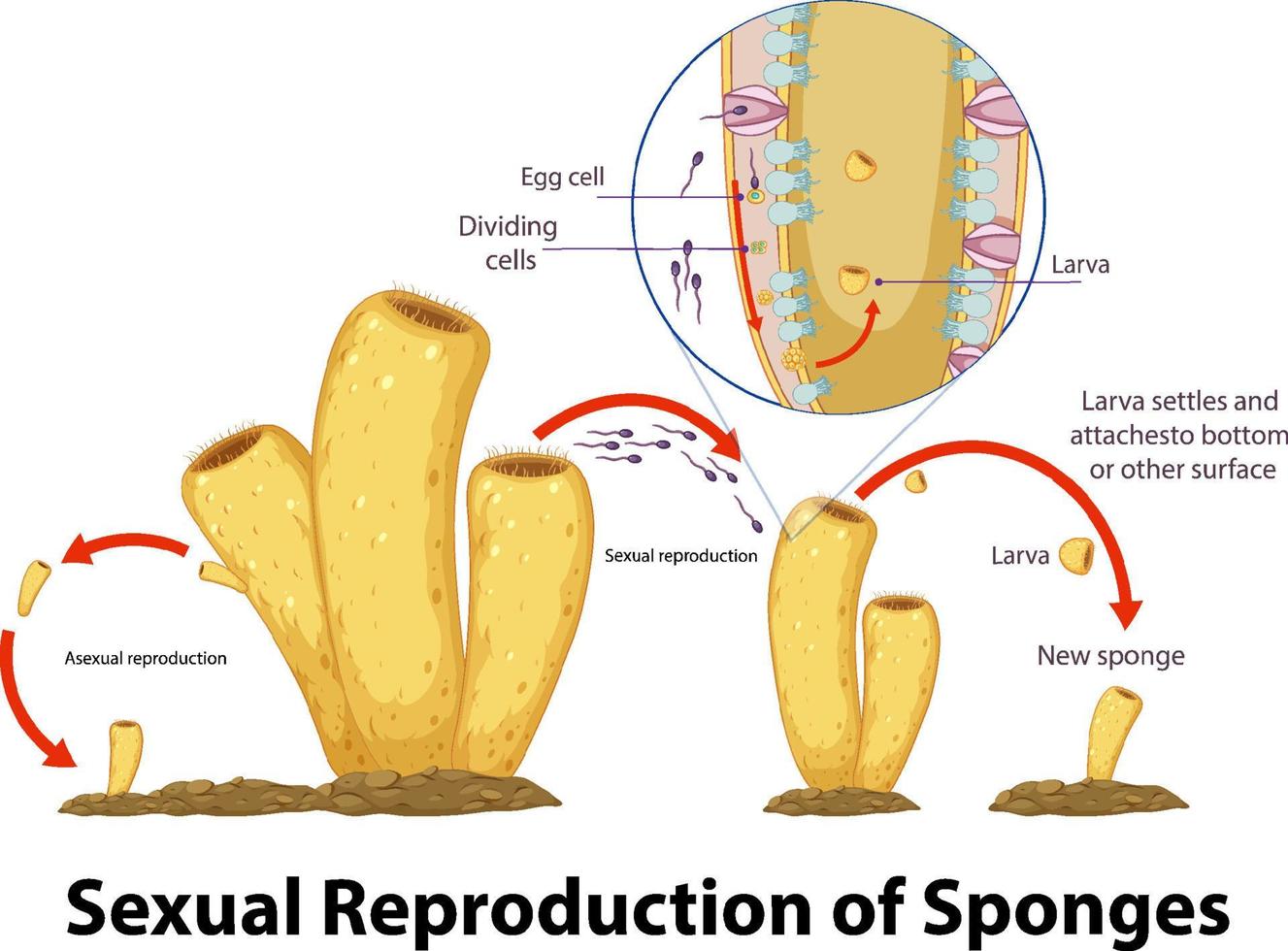 Diagram showing reproduction in sponges vector