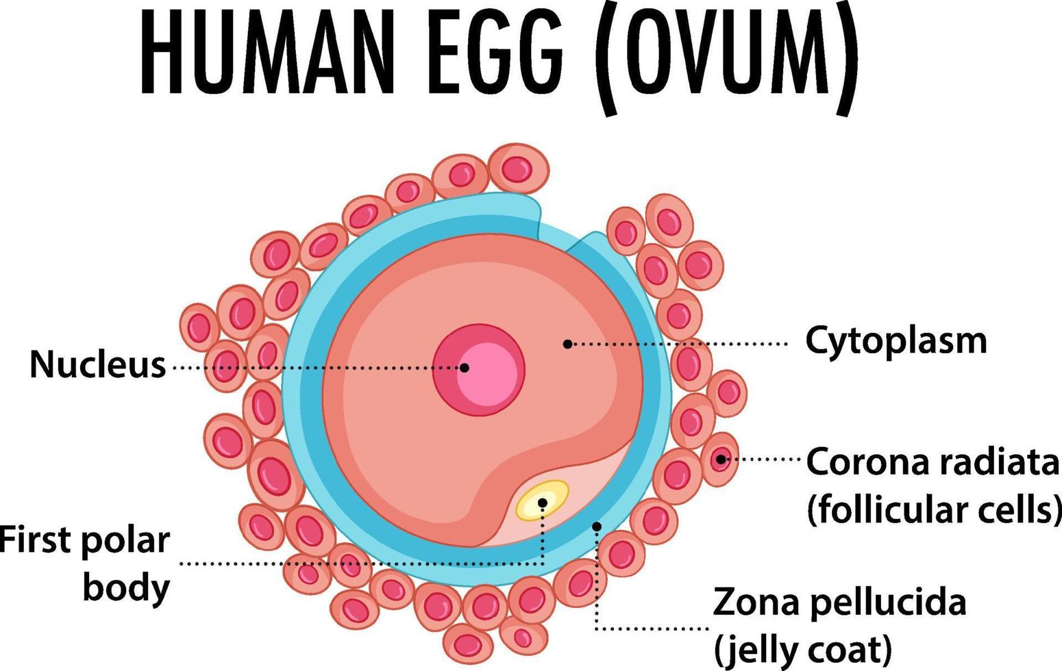 Structure of human egg ovum vector