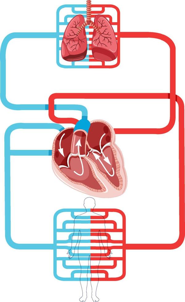 diagrama que muestra el flujo sanguíneo del corazón humano vector