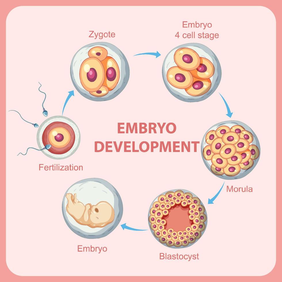 desarrollo embrionario humano en humanos vector