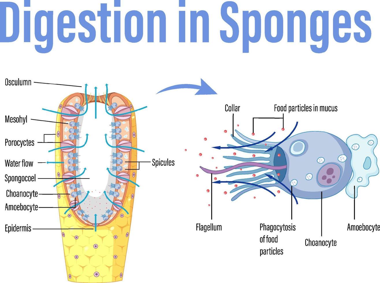 Diagram showing digestion in sponges vector