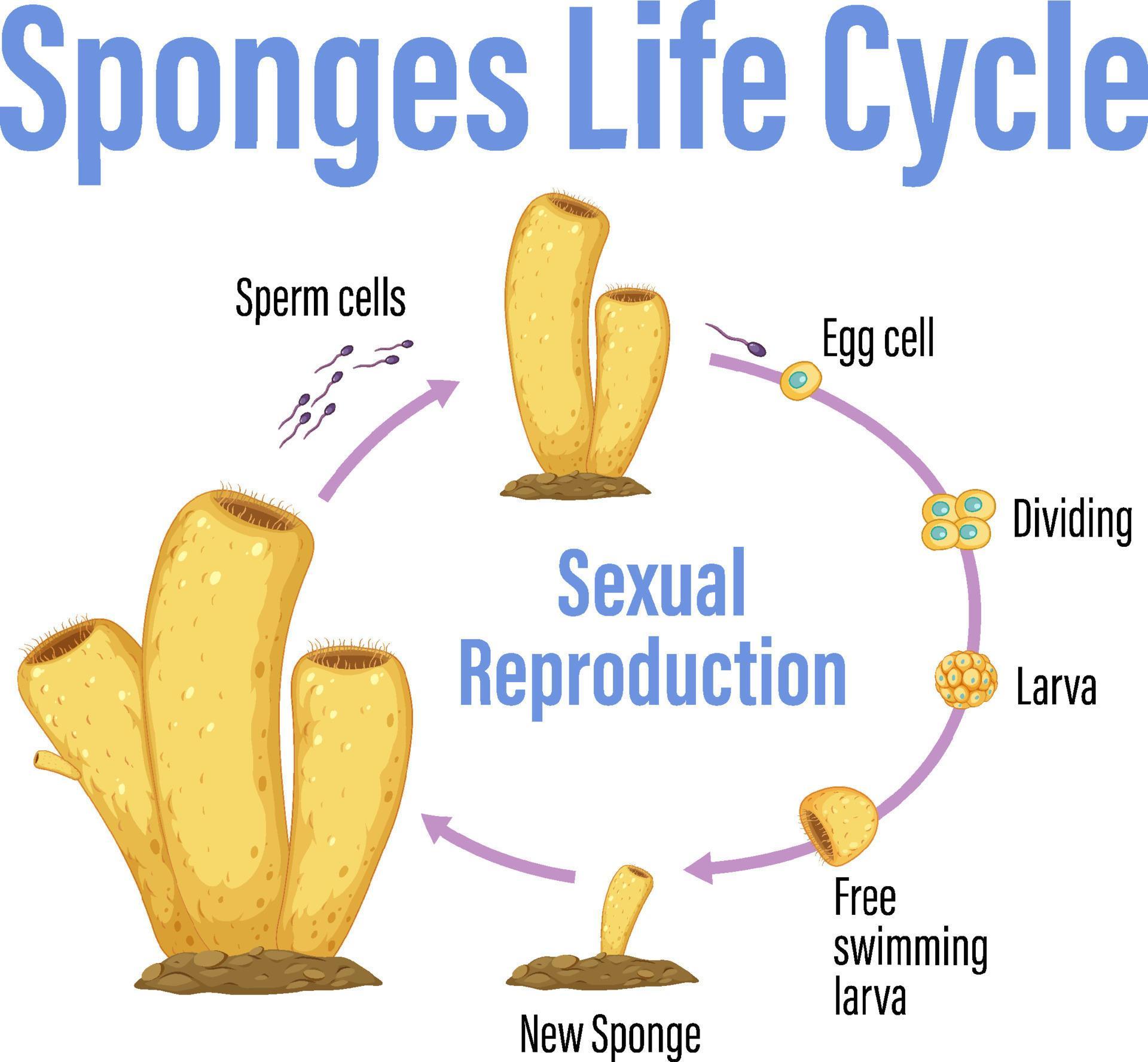 Diagram showing sponges life cycle 6094418 Vector Art at Vecteezy