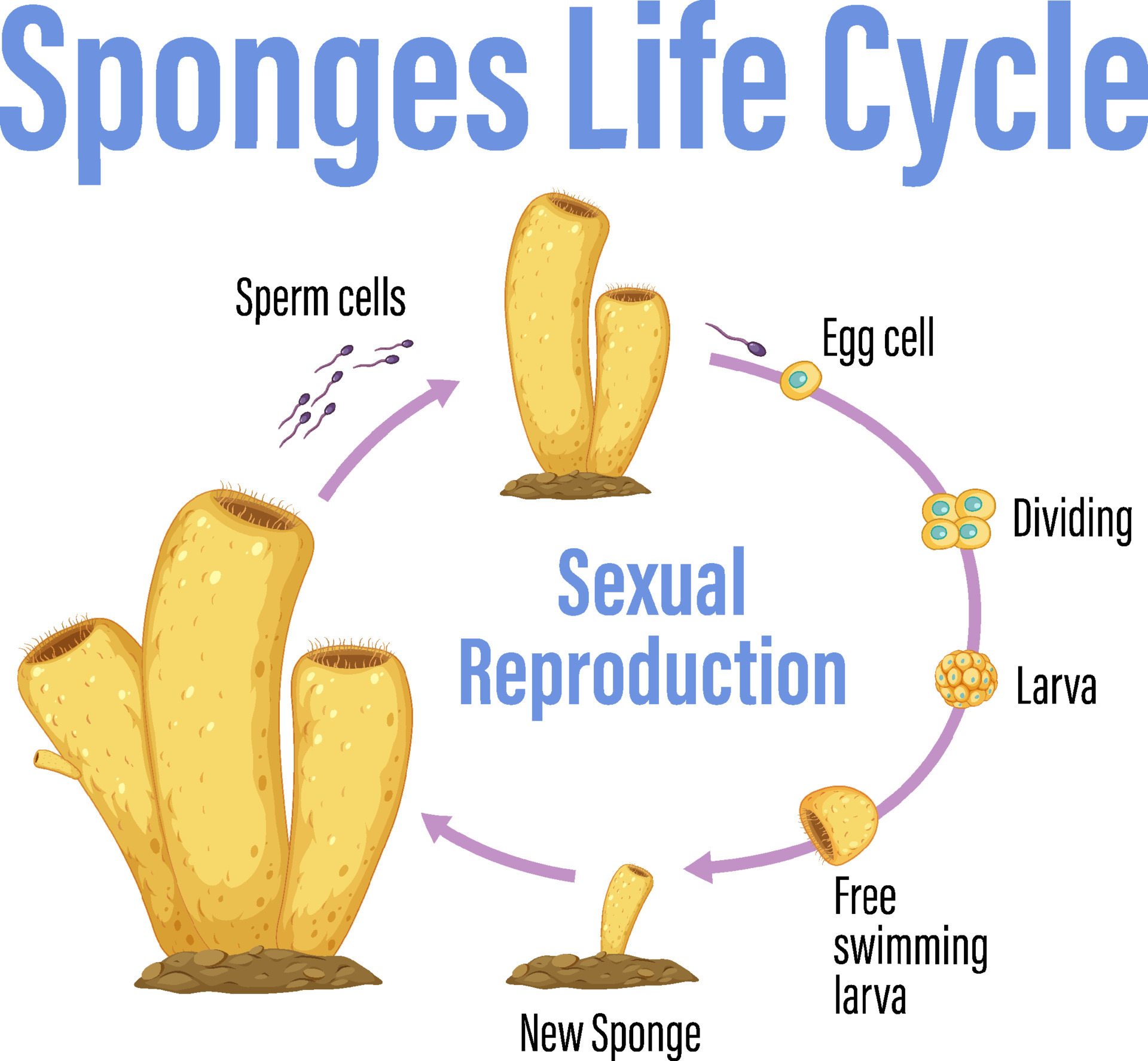 Diagram showing sponges life cycle 6094418 Vector Art at Vecteezy