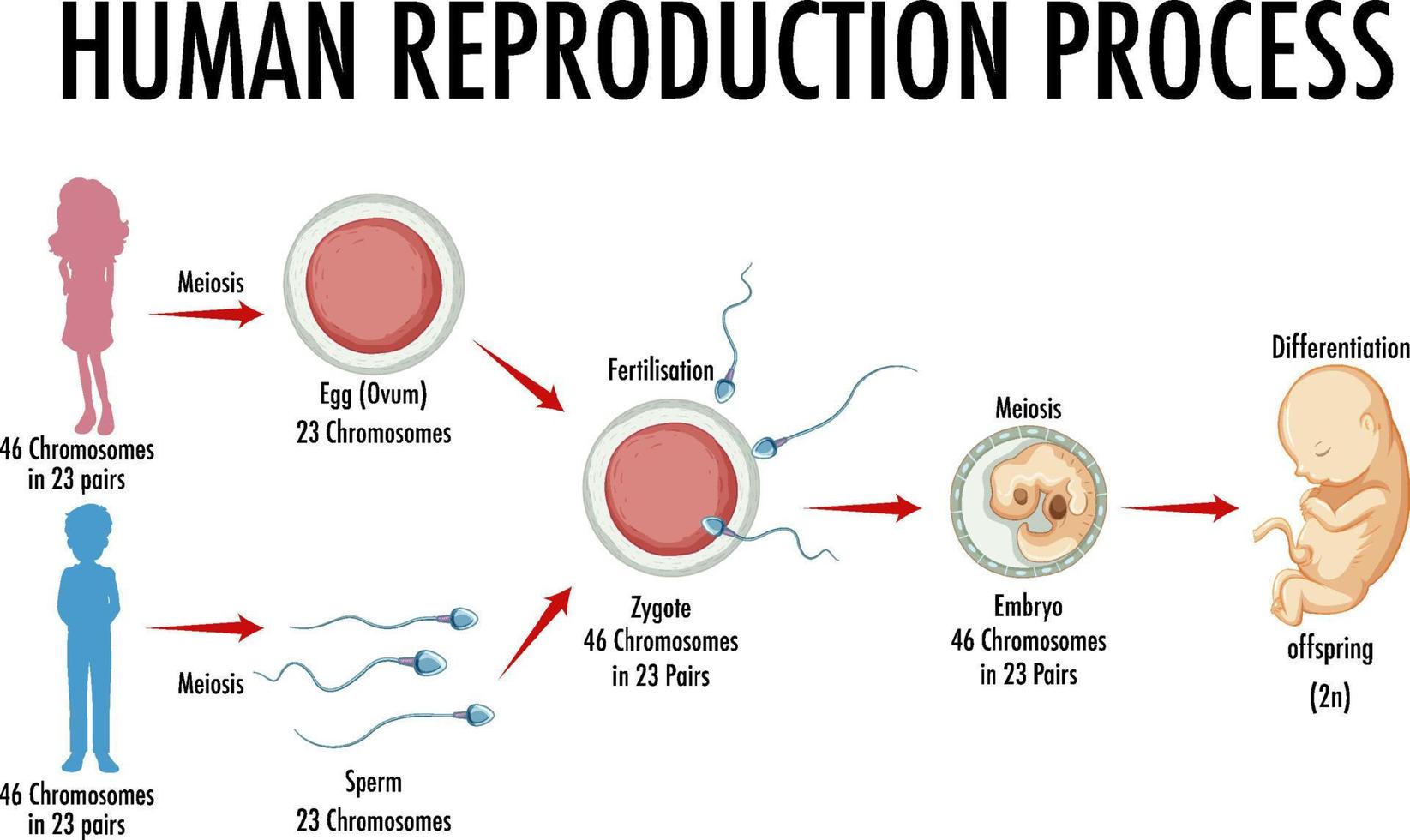 diagrama que muestra el proceso de reproducción humana vector