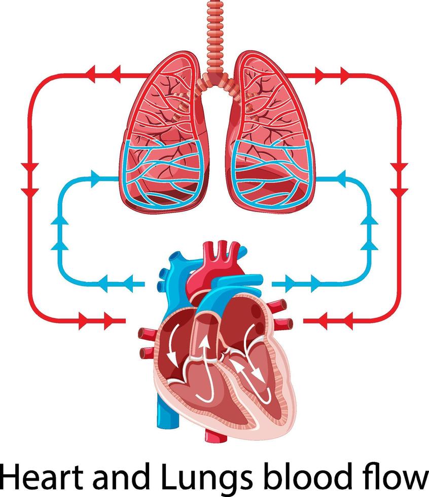 diagrama que muestra el flujo sanguíneo del corazón humano vector