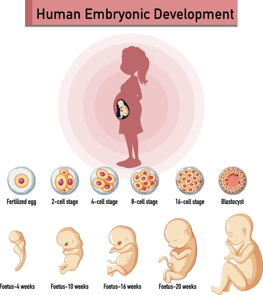 Human embryonic development in human infographic vector