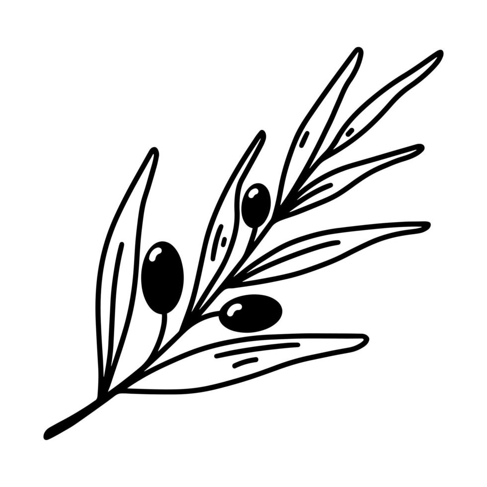 icono de vector de rama de olivo. ilustración dibujada a mano aislada sobre fondo blanco. ramita de planta mediterránea con hojas oblongas, bayas maduras. boceto botánico, garabato. símbolo religioso de paz, esperanza