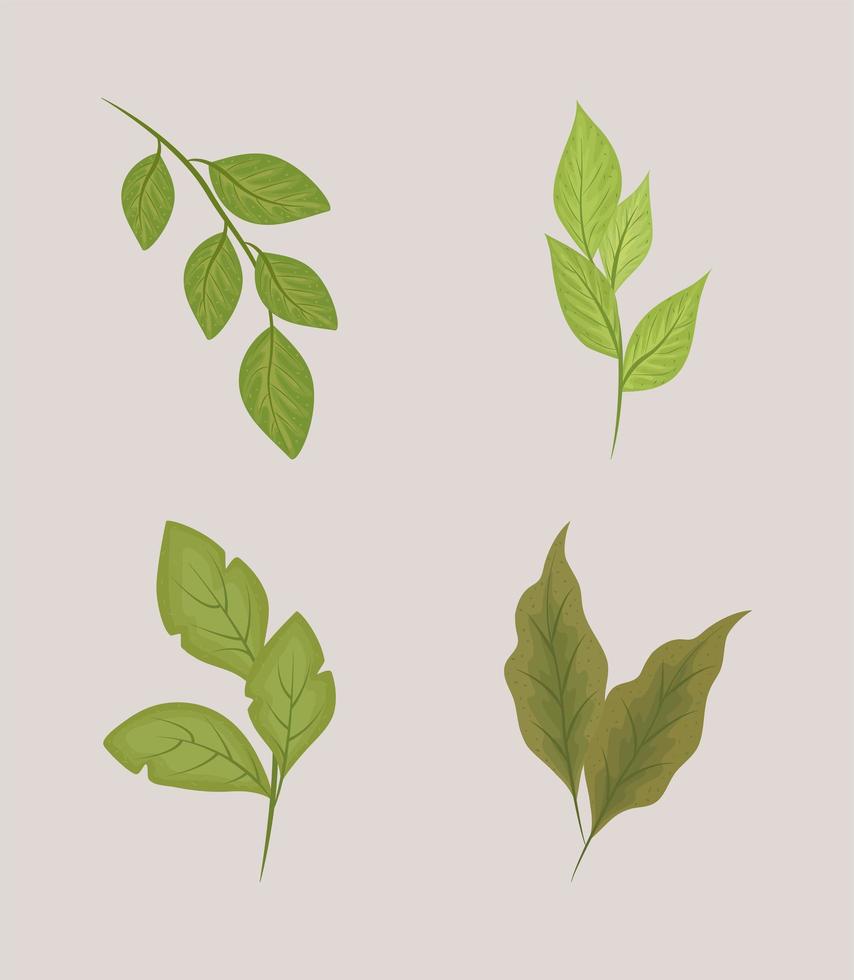 leaves nature vegetation vector