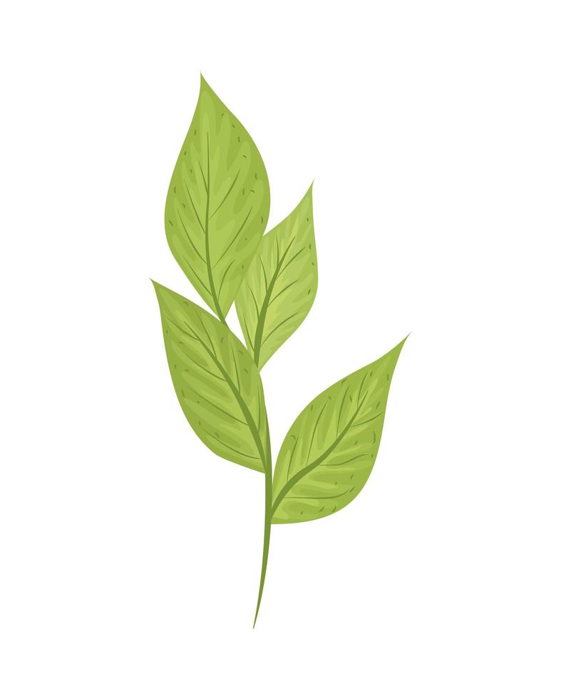 rama hojas naturaleza vector