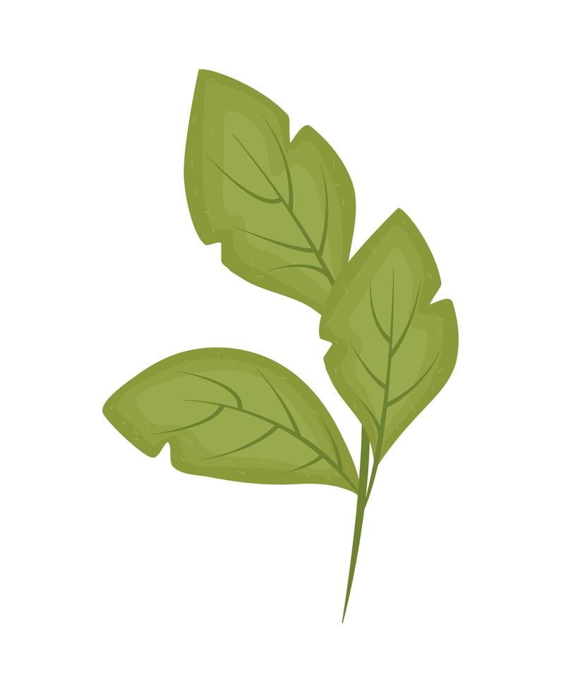 nature leaves botanical vector