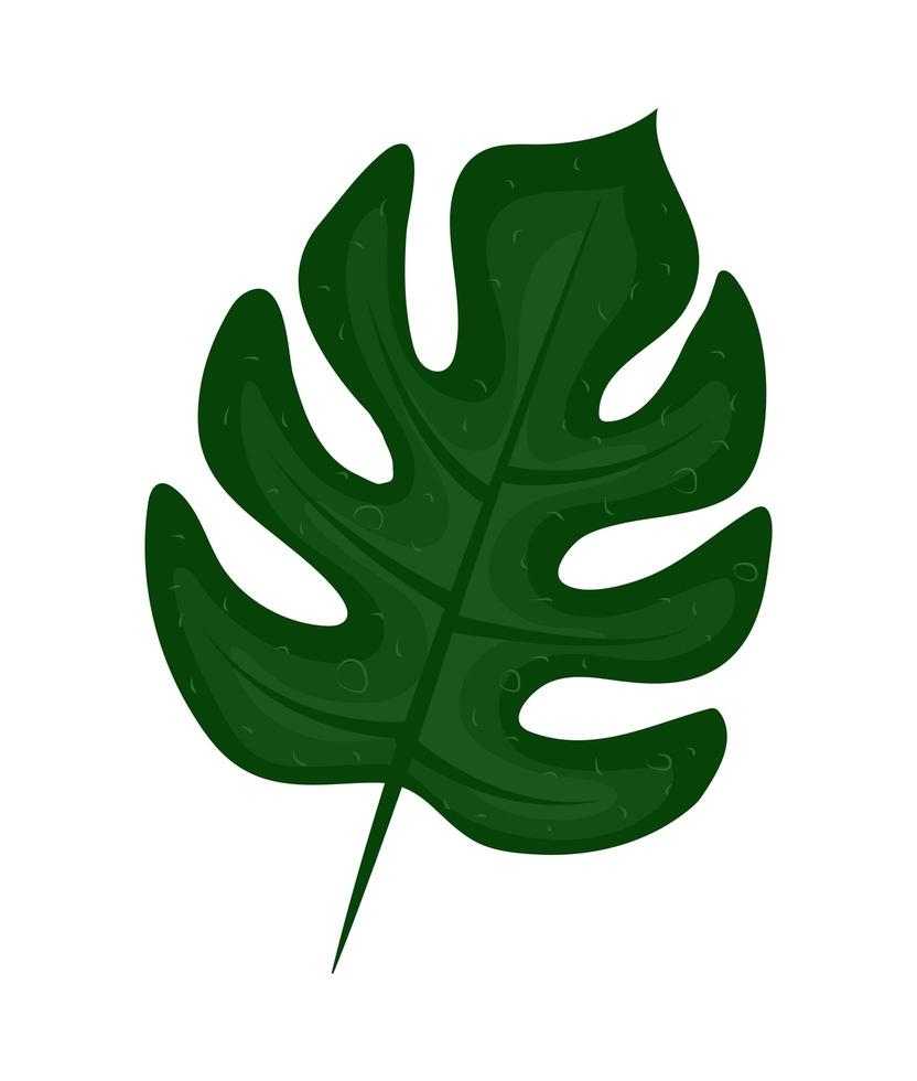 nature mostera leaf vector