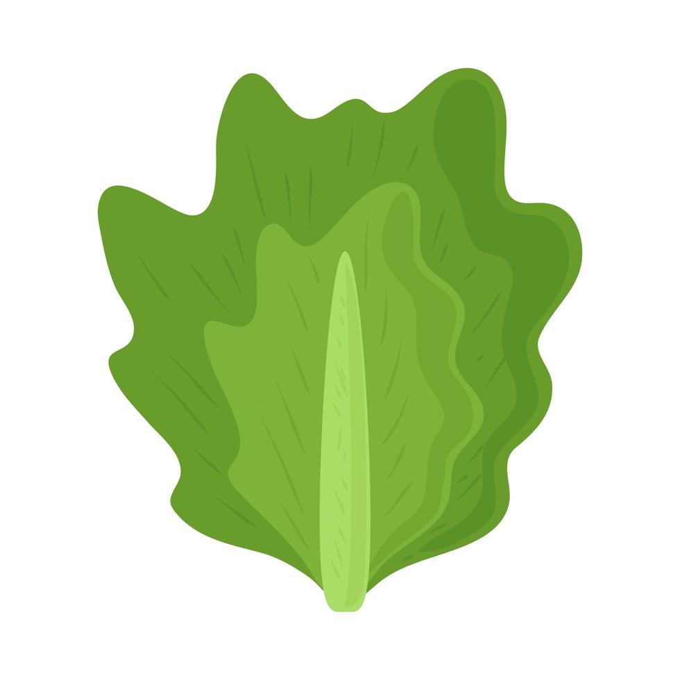 fresh lettuce food vector
