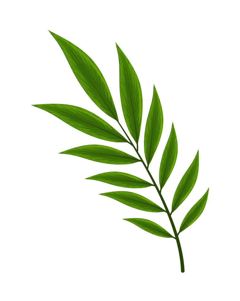 natural branch leaves vector