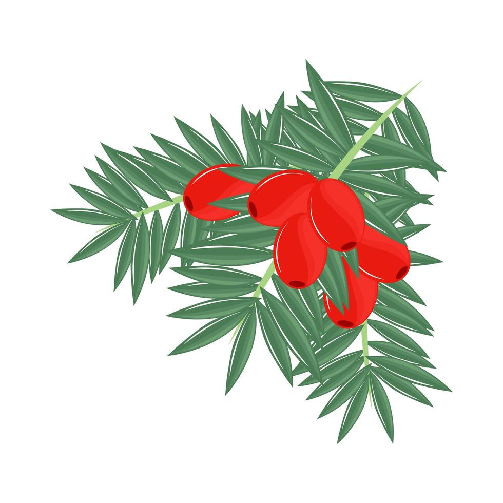 mistletoe foliage nature vector