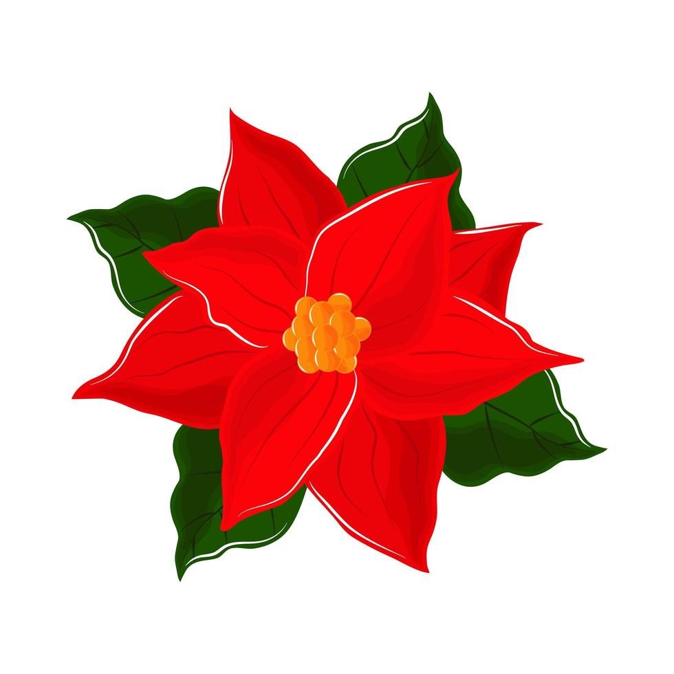 flor de nochebuena naturaleza vector