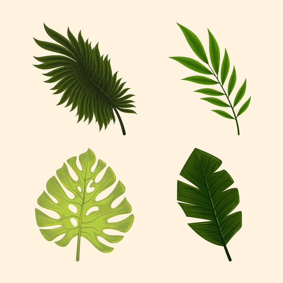set jungle tropical leaf vector