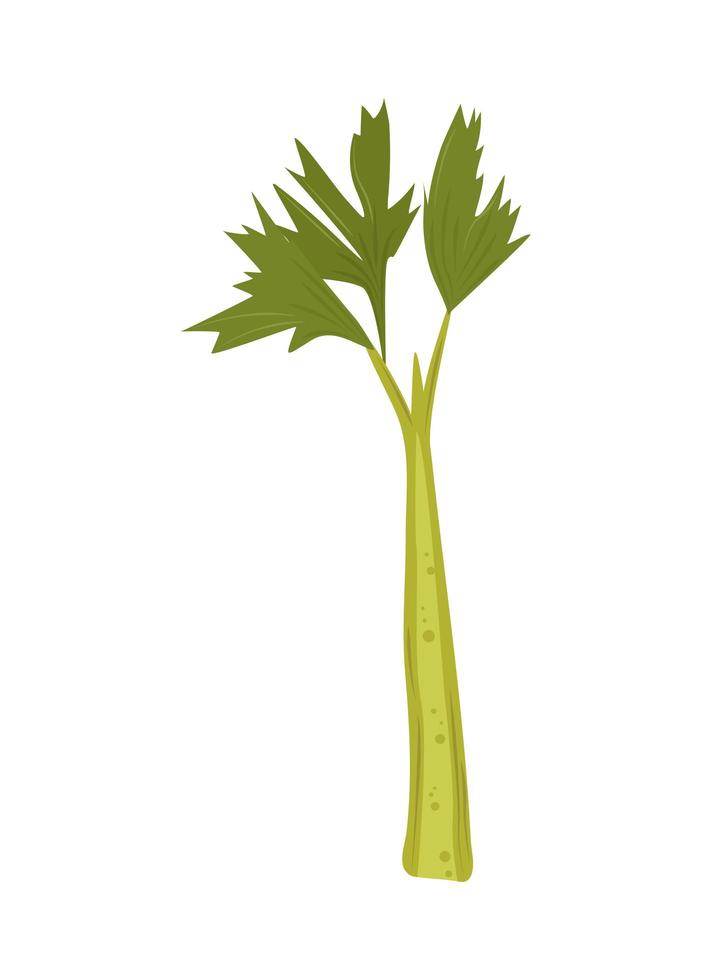 celery fresh icon vector