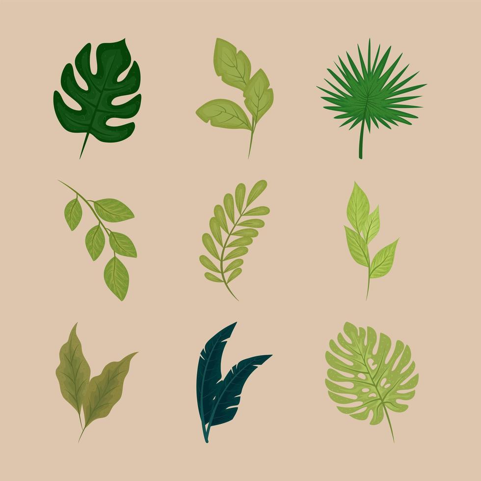 nature leaf and branch vector